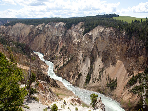 Yellowstone_Osprey02