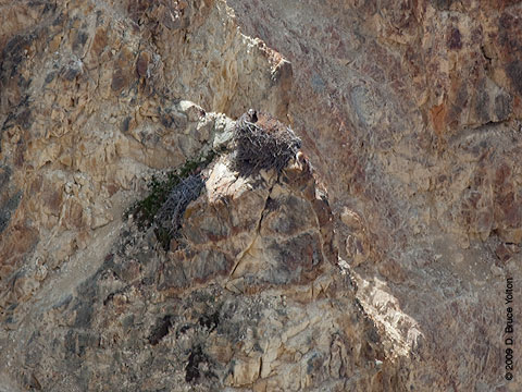 Yellowstone_Osprey04