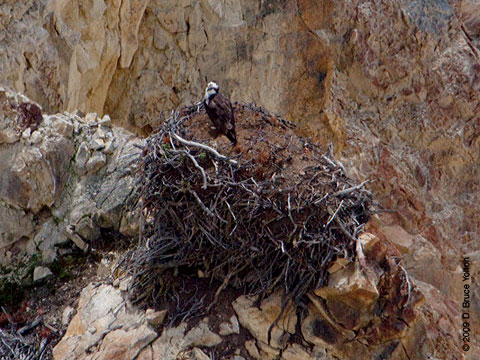 Yellowstone_Osprey05