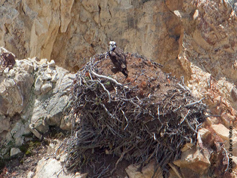 Yellowstone_Osprey06