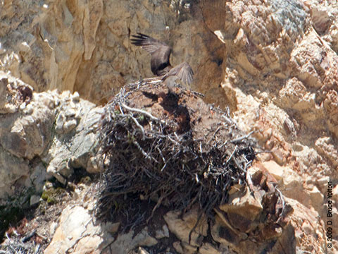 Yellowstone_Osprey07