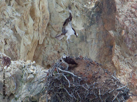 Yellowstone_Osprey08