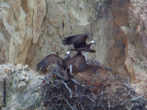 Yellowstone_Osprey09