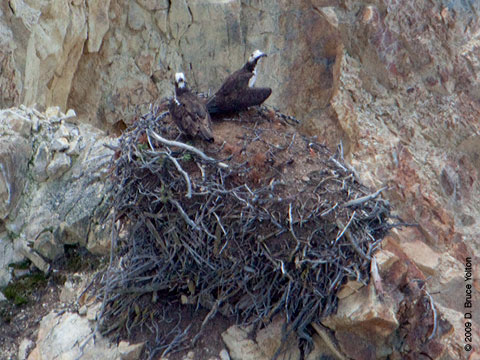 Yellowstone_Osprey10