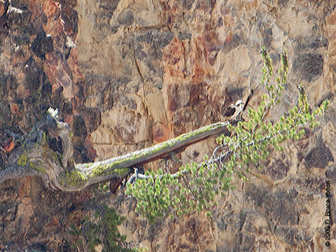 Yellowstone_Osprey11