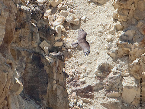 Yellowstone_Osprey12