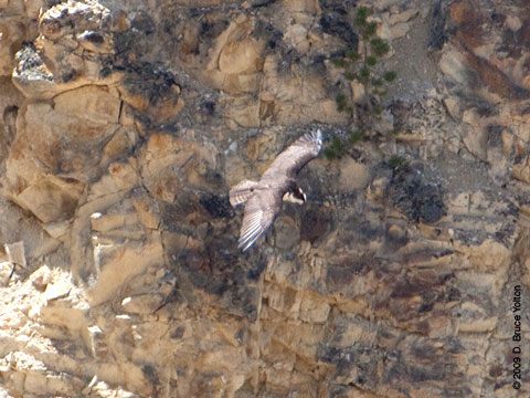 Yellowstone_Osprey13