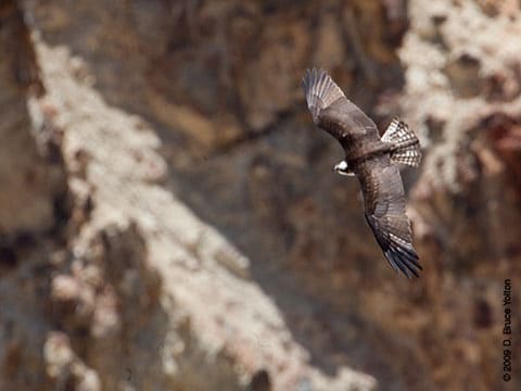 Yellowstone_Osprey14