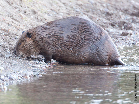 Teton_Beaver09