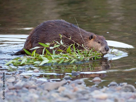 Teton_Beaver19