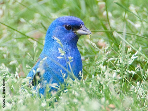 20090509IB06