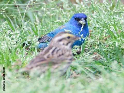 20090509IB08