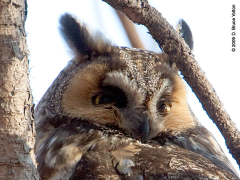 090208OWL01