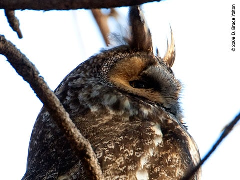 090208OWL03