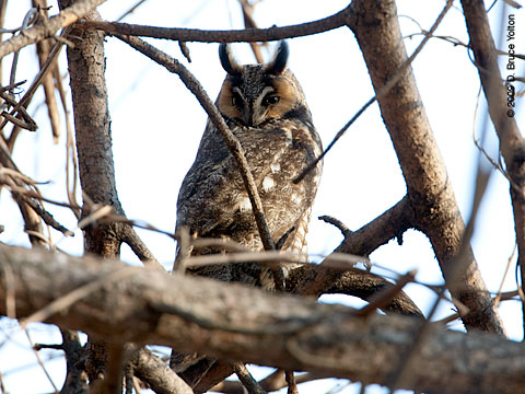 090208OWL04