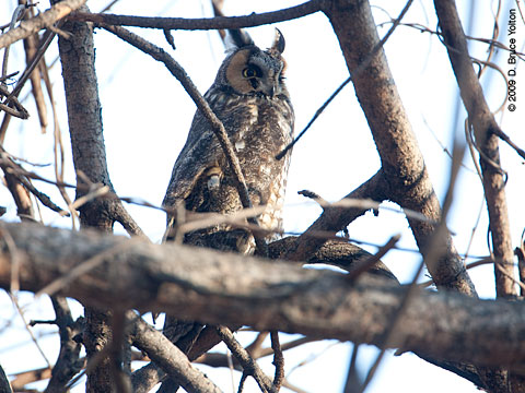 090208OWL05