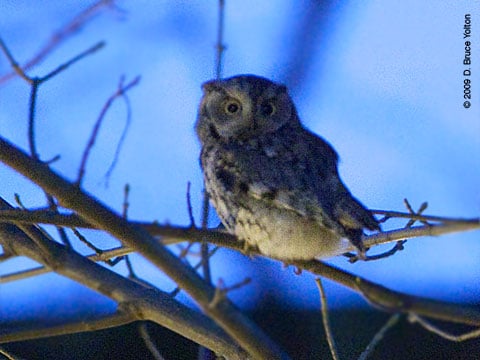 090208OWL12