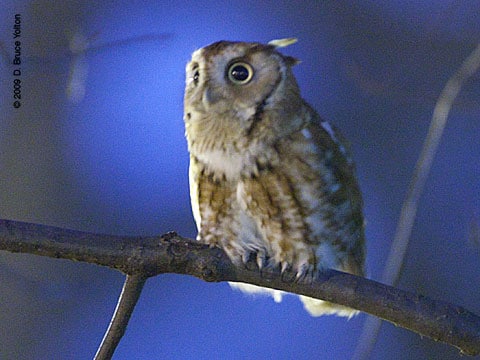 090208OWL13