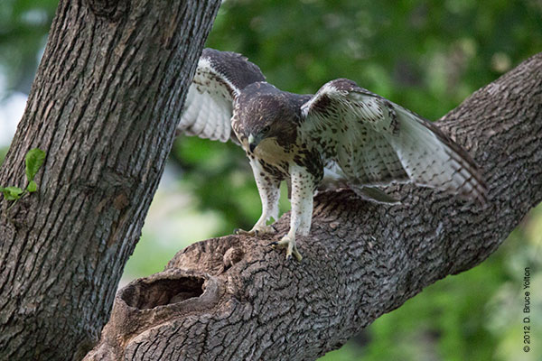 20120619WSRT54