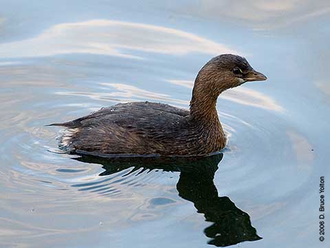 Pied-billed Grebe