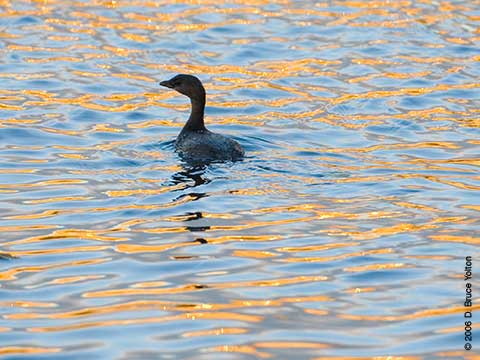 Pied-billed Grebe