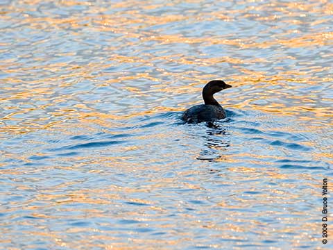 Pied-billed Grebe