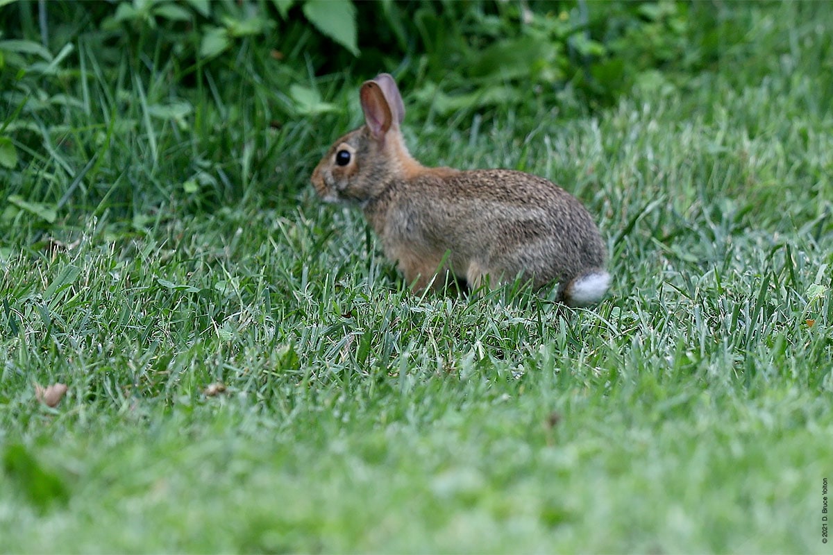 Eastern Cottontail - Urban Hawks