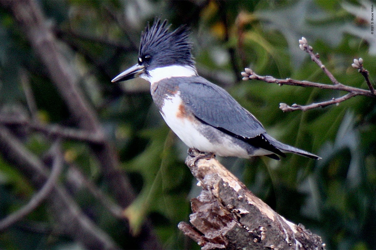 Belted Kingfisher - Urban Hawks