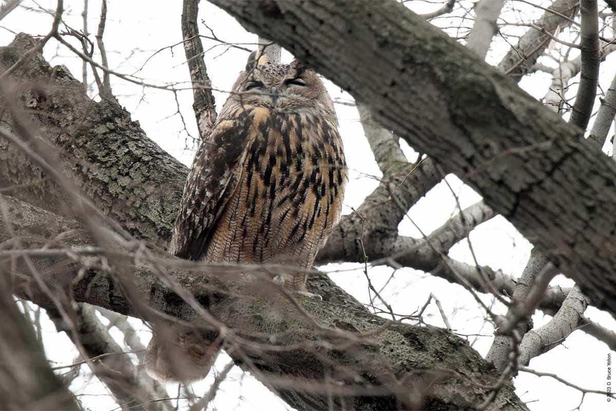 Eurasian Eagle-Owl, Day 5 - Urban Hawks