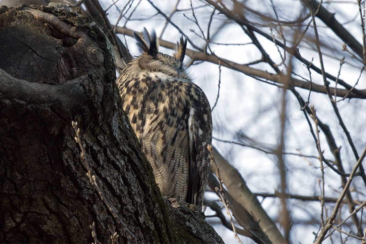 Eurasian Eagle-Owl, Day 23 - Urban Hawks