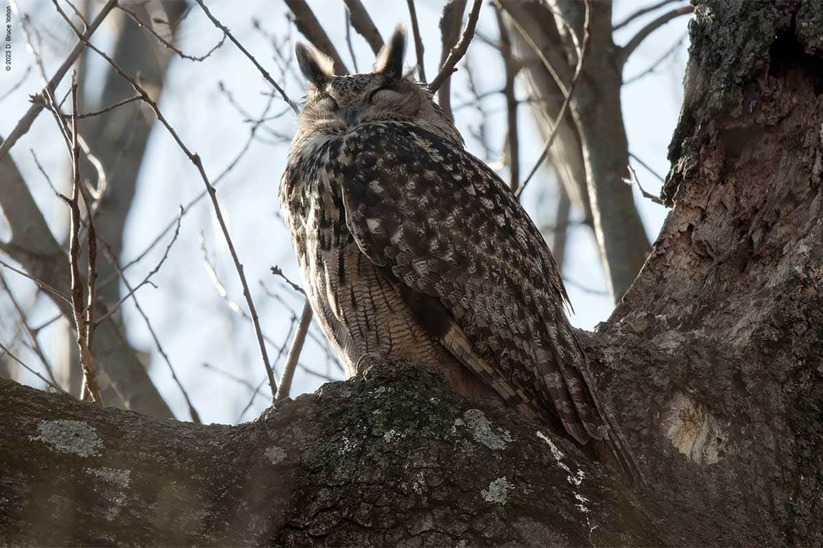 Eurasian Eagle-Owl, Day 23 - Urban Hawks